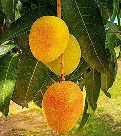 Seeds G.I Tagged Himsagar Mango Plant - My Fashion Sell