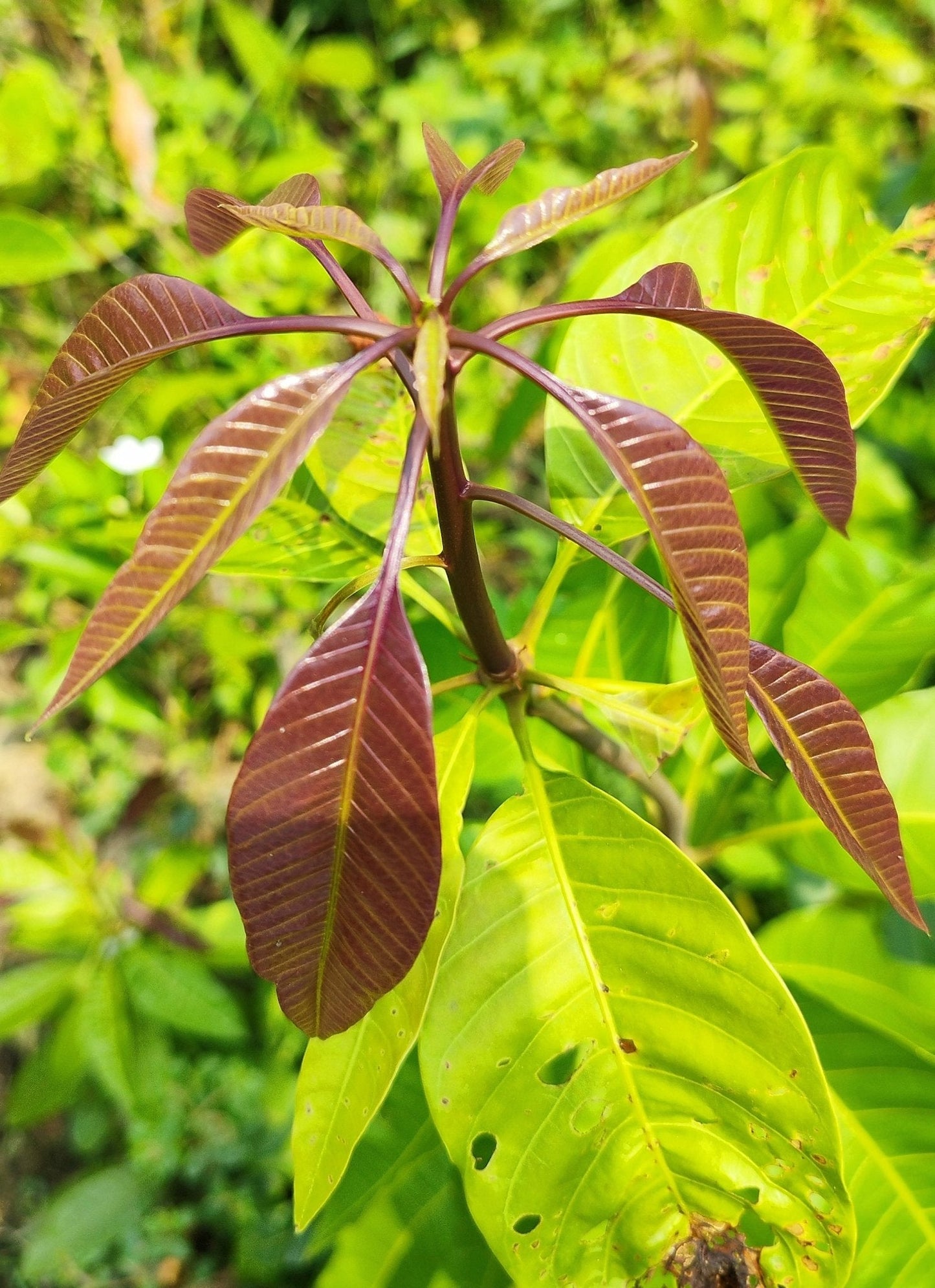 Seeds G.I Tagged Himsagar Mango Plant - My Fashion Sell