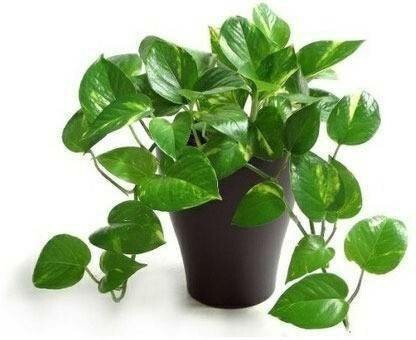 Seeds Good Luck Mony Plants - My Fashion Sell