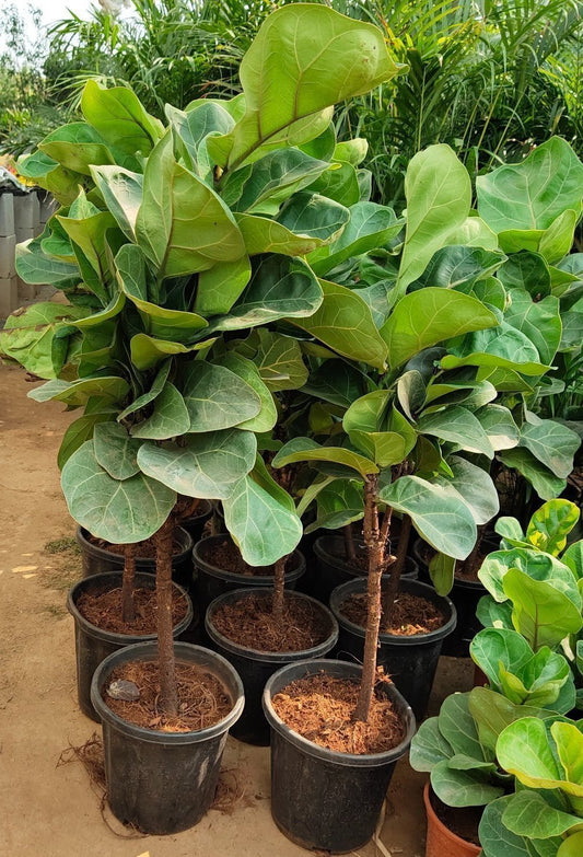 Seeds Greenway Nursery - Plants for Home Indoor Live Fiddle Leaf Fig Tree 6 - Feet Green By Nearly Natural Plant Decor Office Desk (Healthy Plant) - My Fashion Sell