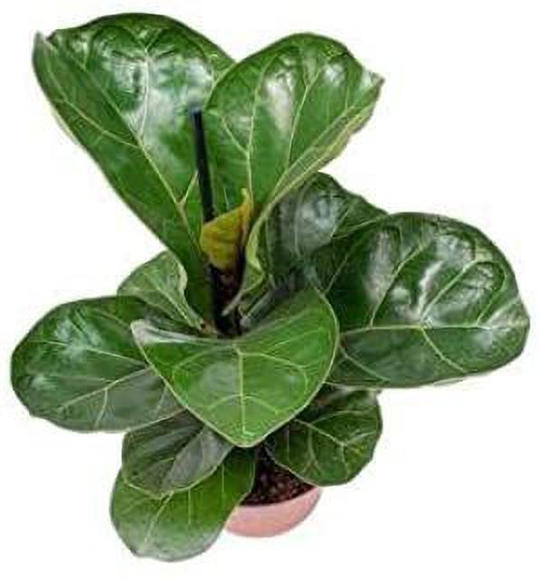 Seeds Greenway Nursery - Plants for Home Indoor Live Fiddle Leaf Fig Tree 6 - Feet Green By Nearly Natural Plant Decor Office Desk (Healthy Plant) - My Fashion Sell
