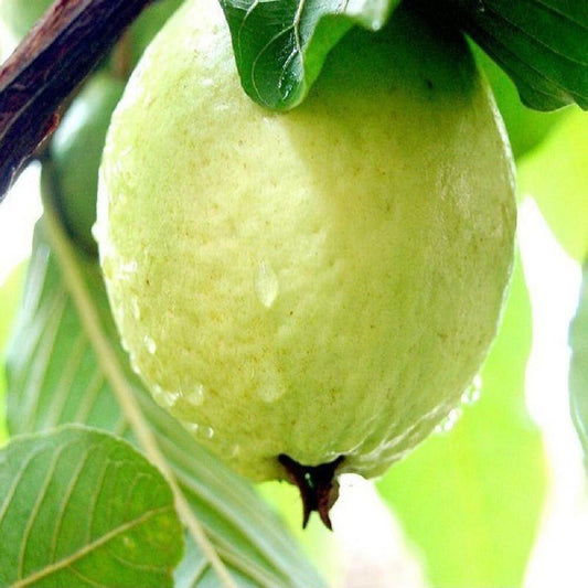 Seeds Guava Plant - My Fashion Sell