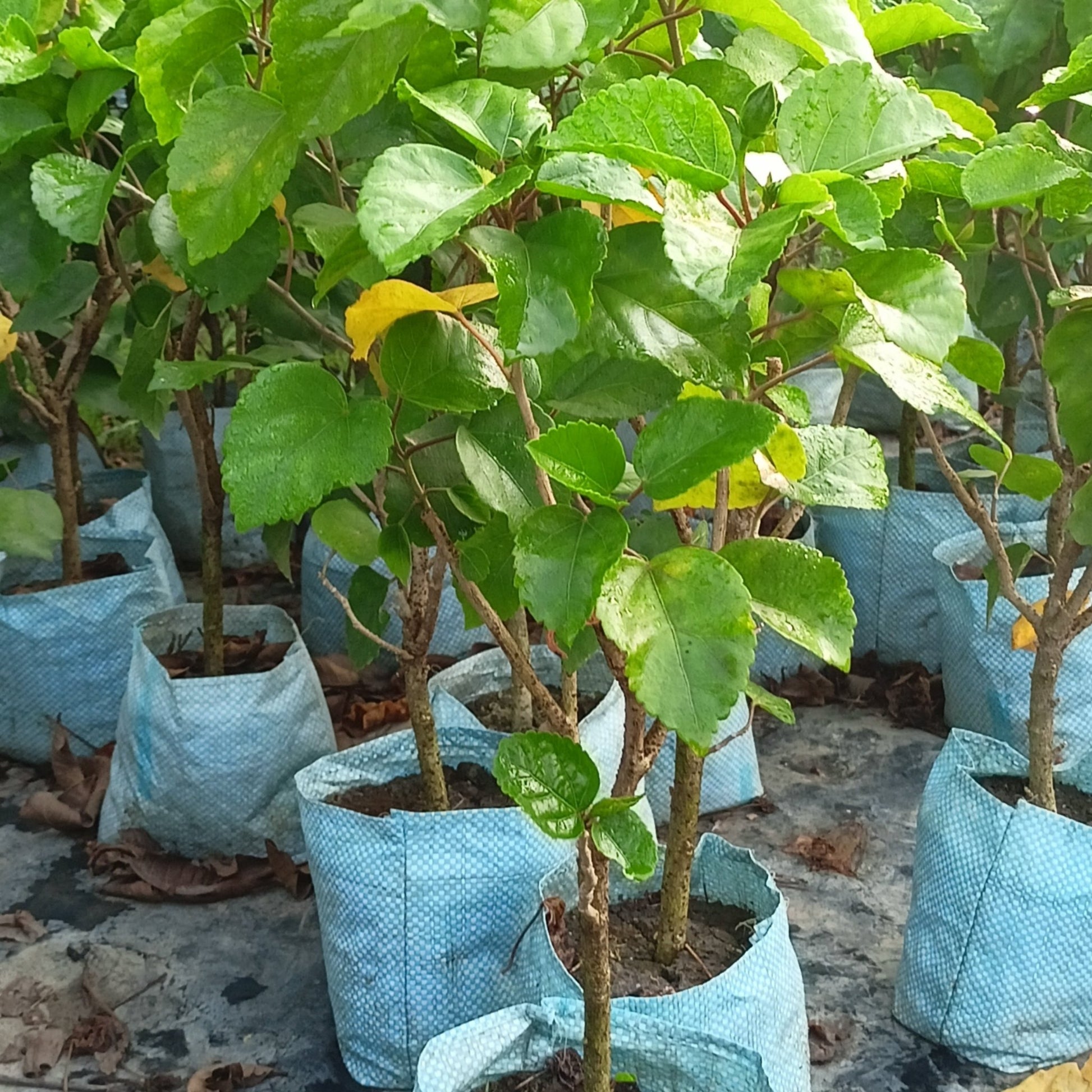 Seeds Hibiscus - My Fashion Sell