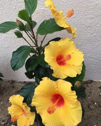 Seeds Hibiscus - My Fashion Sell