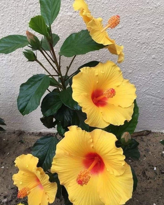 Seeds Hibiscus - My Fashion Sell