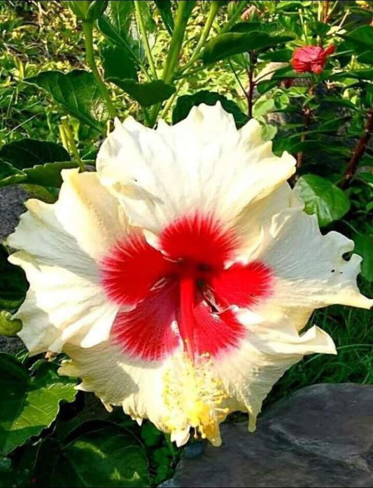 Seeds Hibiscus - My Fashion Sell