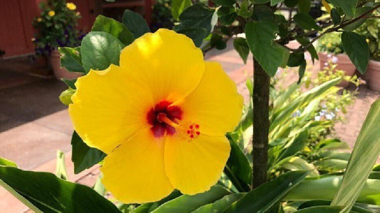 Seeds Hibiscus/ Joba Yellow In Colour Live Plant - My Fashion Sell