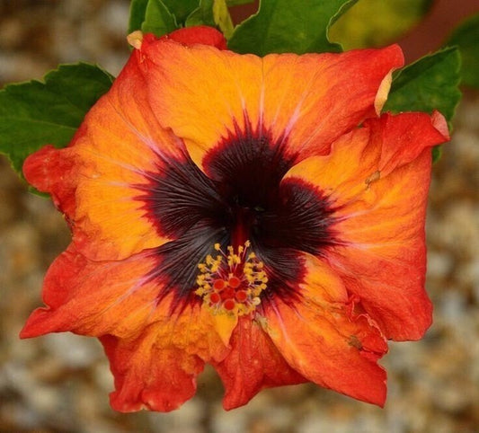 Seeds Hibiscus Orange & Black - My Fashion Sell
