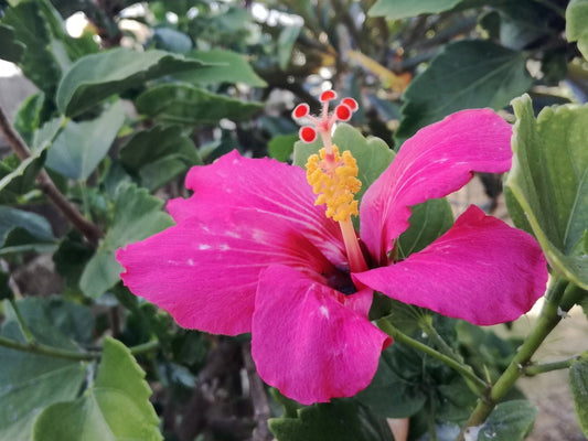 Seeds Hibiscus Pink - My Fashion Sell