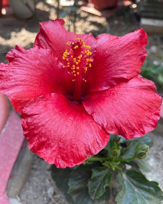 Seeds Hibiscus Red Live Flower Plant - My Fashion Sell