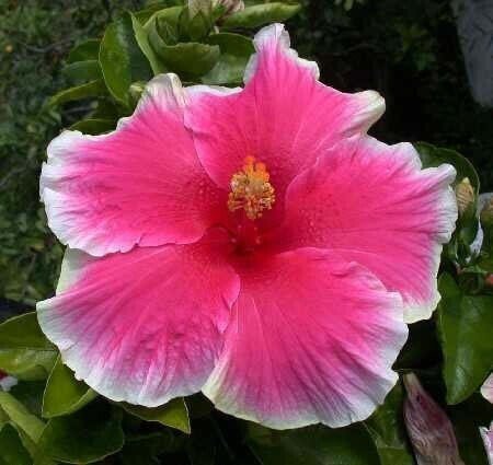 Seeds Hibiscus Red & White Plant - My Fashion Sell