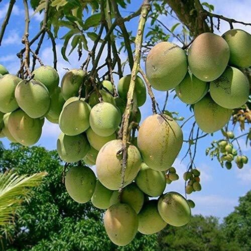 Seeds Himsagar Mango Plant - My Fashion Sell