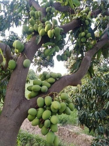 Seeds Himsagar Mango Plant - My Fashion Sell