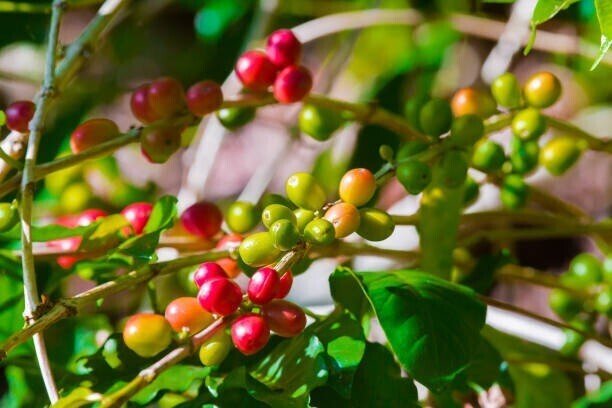 Seeds Hybrid Coffee Plant - My Fashion Sell