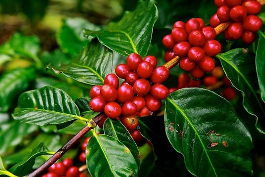 Seeds Hybrid Coffee Plant - My Fashion Sell