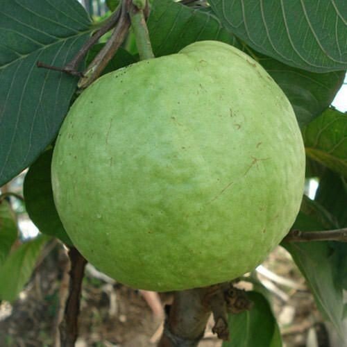 Seeds Hybrid Green Guava Plant - My Fashion Sell