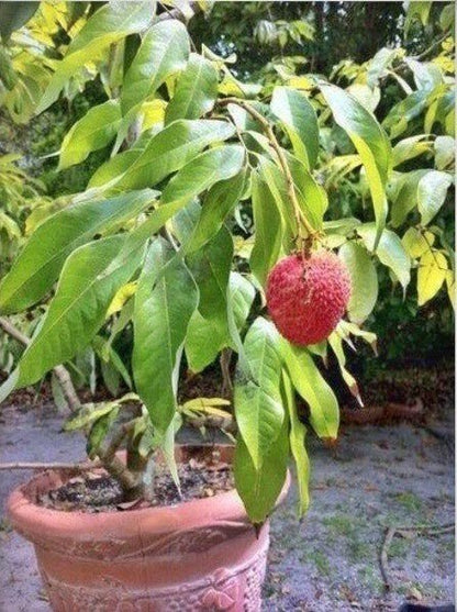 Seeds Hybrid Litchi / Lychee Fruit Live Plant - My Fashion Sell