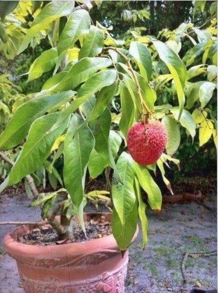 Seeds Hybrid Litchi / Lychee Fruit Live Plant - My Fashion Sell
