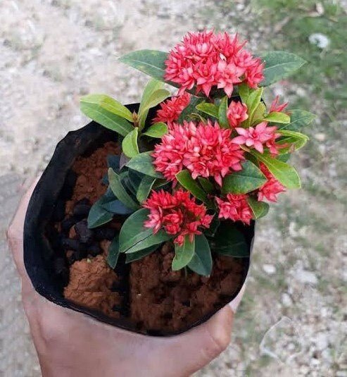Seeds Hybrid Madhumalati/Rangoon Creeper with Little Pot - My Fashion Sell