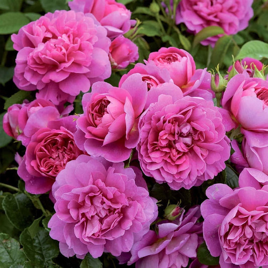 Seeds Hybrid Rose Plant - My Fashion Sell