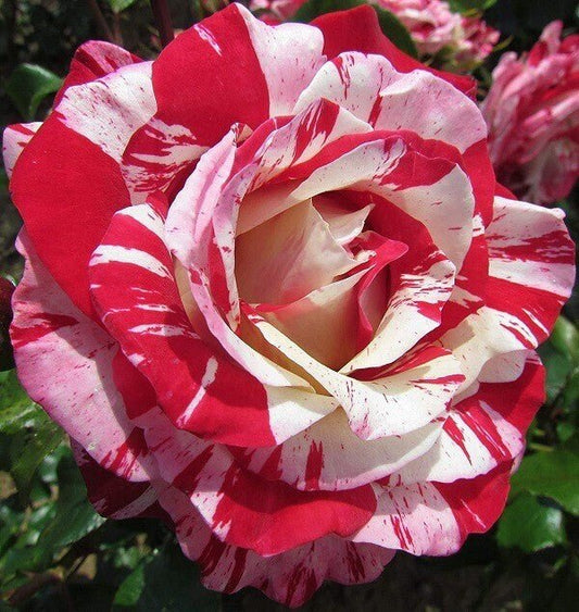 Seeds Hybrid Rose Plant - My Fashion Sell