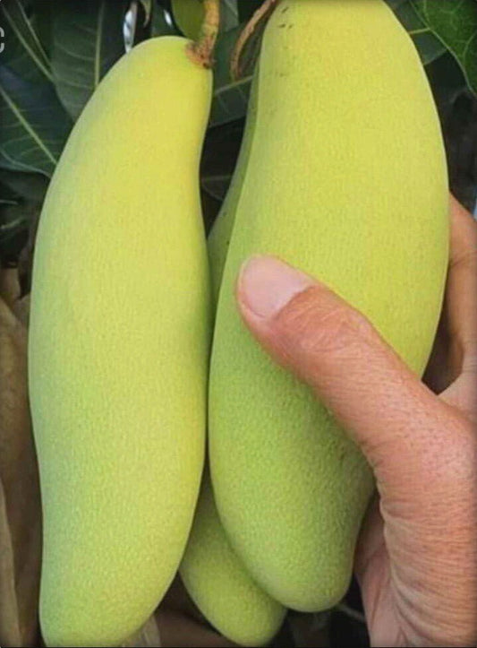 Seeds Hybrid Thai Banana Shaped Mango Grafted Live Plant - My Fashion Sell