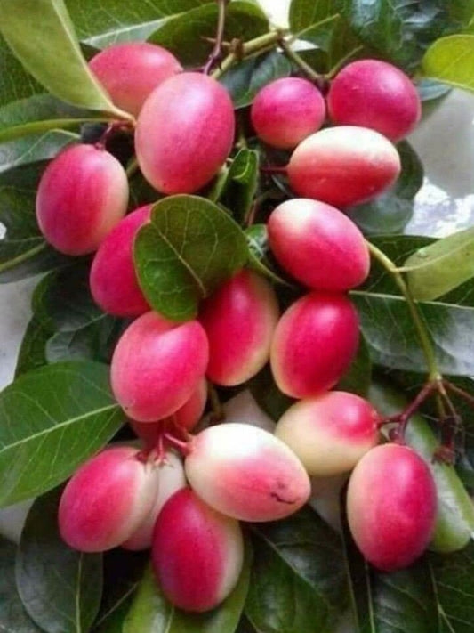 Seeds Indian Cherry Fruit Plant - My Fashion Sell
