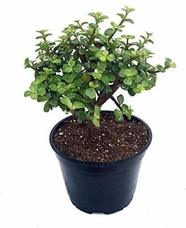 Seeds Jade Plant - My Fashion Sell
