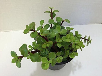 Seeds Jade Plant - My Fashion Sell