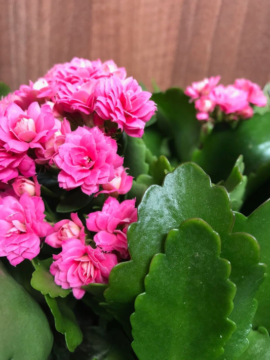 Seeds Kalanchoe Fl)Ower Plants (Pink) - My Fashion Sell