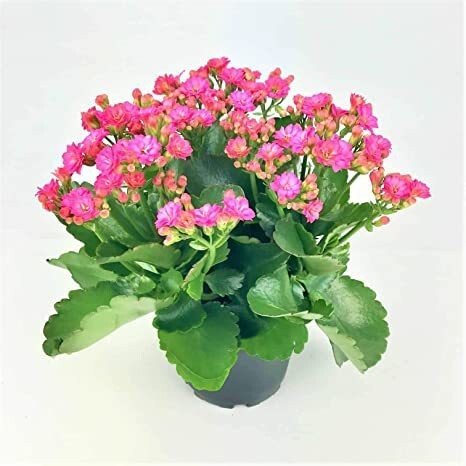 Seeds Kalanchoe Plant - My Fashion Sell