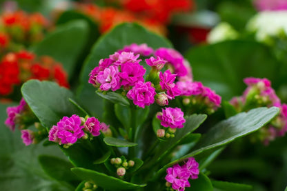 Seeds Kalanchoe Plant - My Fashion Sell