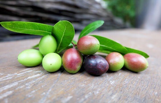Seeds Karonda Plant - My Fashion Sell