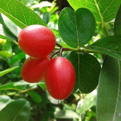 Seeds Karonda Plant/Karmocha Live Plant - My Fashion Sell