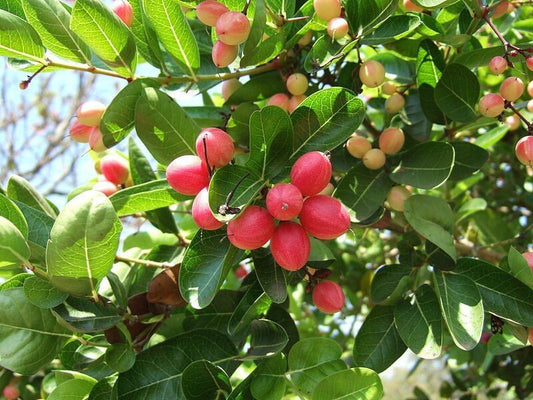 Seeds Karunda Plant/Karmocha Plant - My Fashion Sell