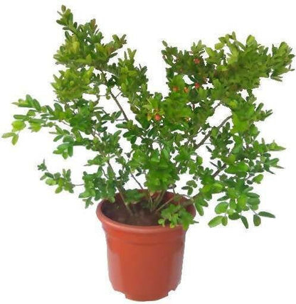 Seeds Karunda Plant/Karmocha Plant - My Fashion Sell