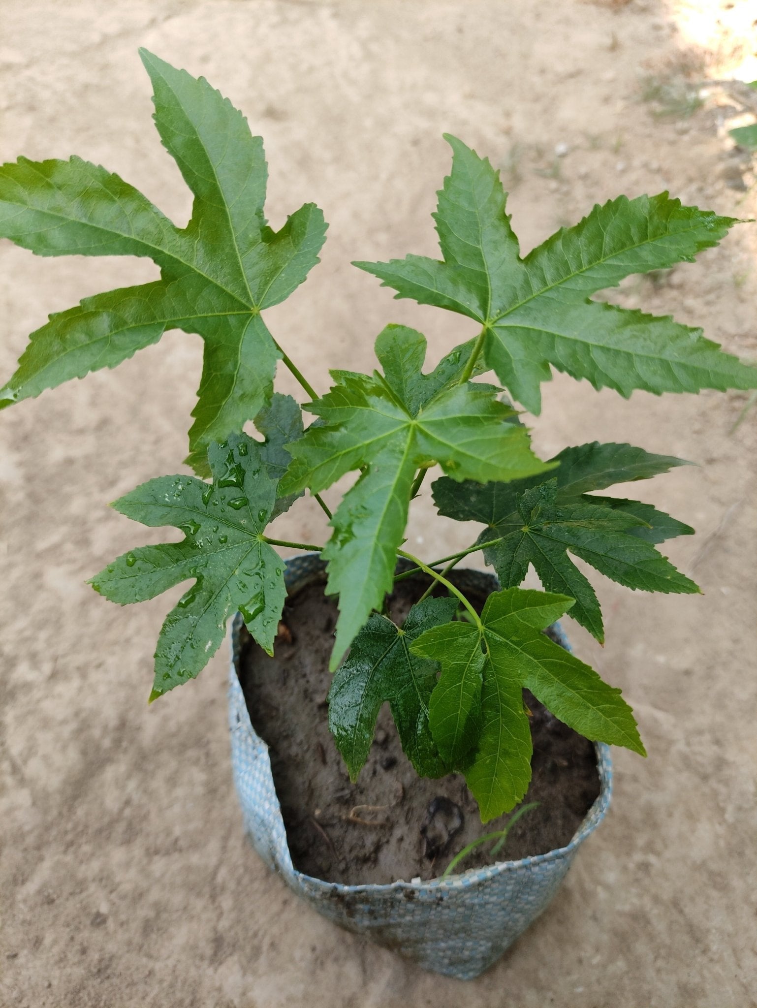 Seeds Lanthan Hibiscus - My Fashion Sell