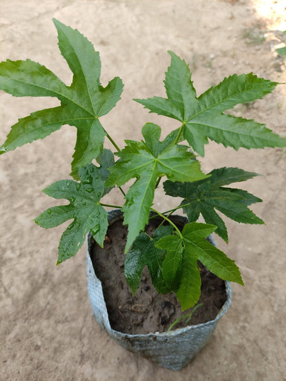 Seeds Lanthan Hibiscus - My Fashion Sell