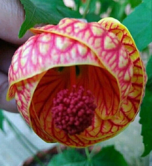 Seeds Lanthan Hibiscus - My Fashion Sell