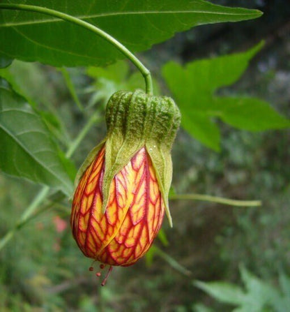 Seeds Lanthon Jaba - My Fashion Sell