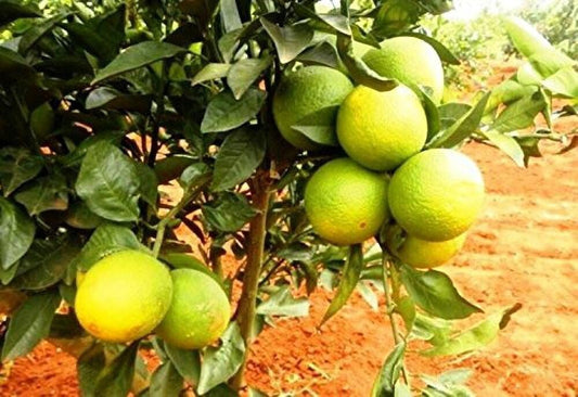 Seeds Lemon Plant - My Fashion Sell