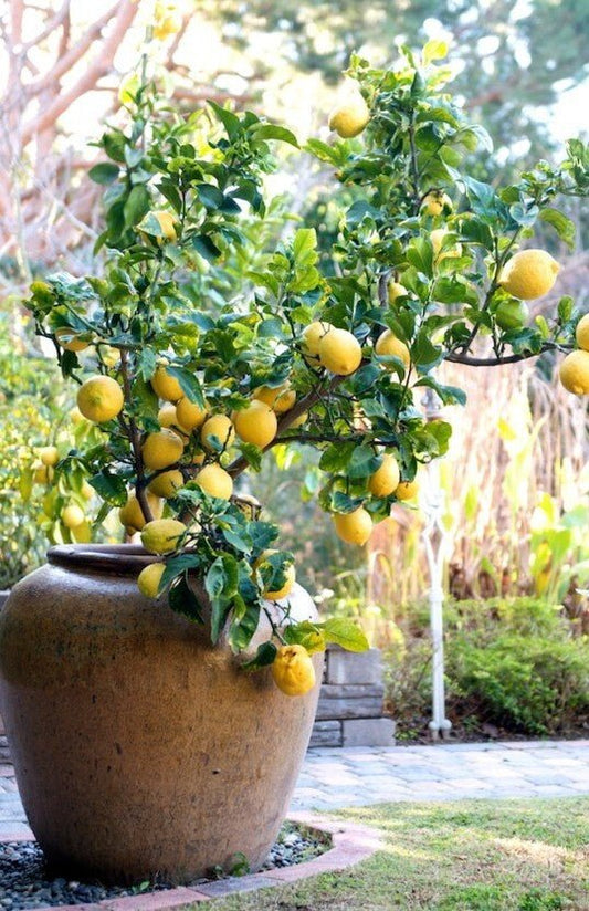 Seeds Lemon Plant - My Fashion Sell