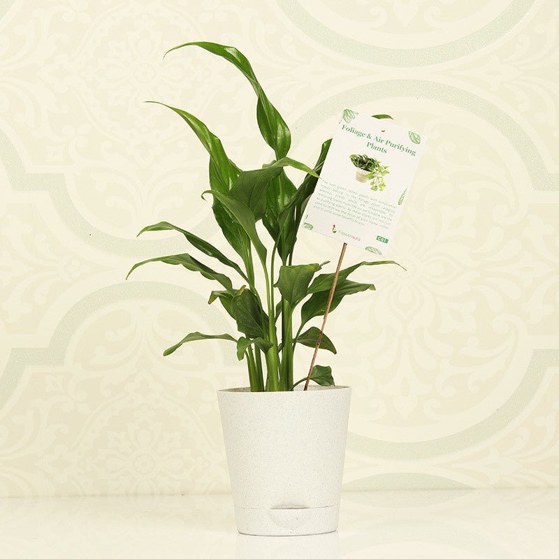 Seeds Lily Flower - My Fashion Sell