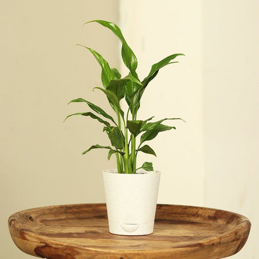 Seeds Lily Flower - My Fashion Sell