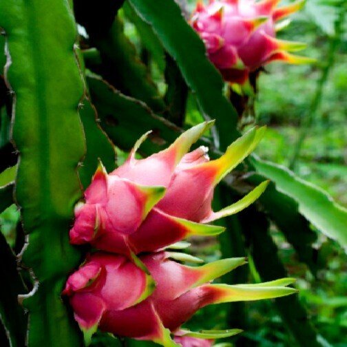 Seeds Live Dwarf Dragon Fruit Plant - My Fashion Sell