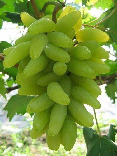 Seeds Live Green Long Grapes Fruit Plant - Healthy Sweet Fruit Plants - My Fashion Sell