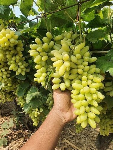 Seeds Live Green Long Grapes Fruit Plant - Healthy Sweet Fruit Plants - My Fashion Sell