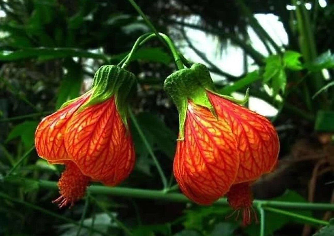 Seeds Live Hybrid Lantern Hibiscus Plant/ Lp Hibi - My Fashion Sell