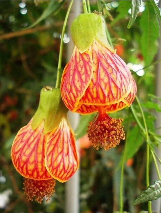 Seeds Live Hybrid Lantern Hibiscus Plant/ Lp Hibi - My Fashion Sell