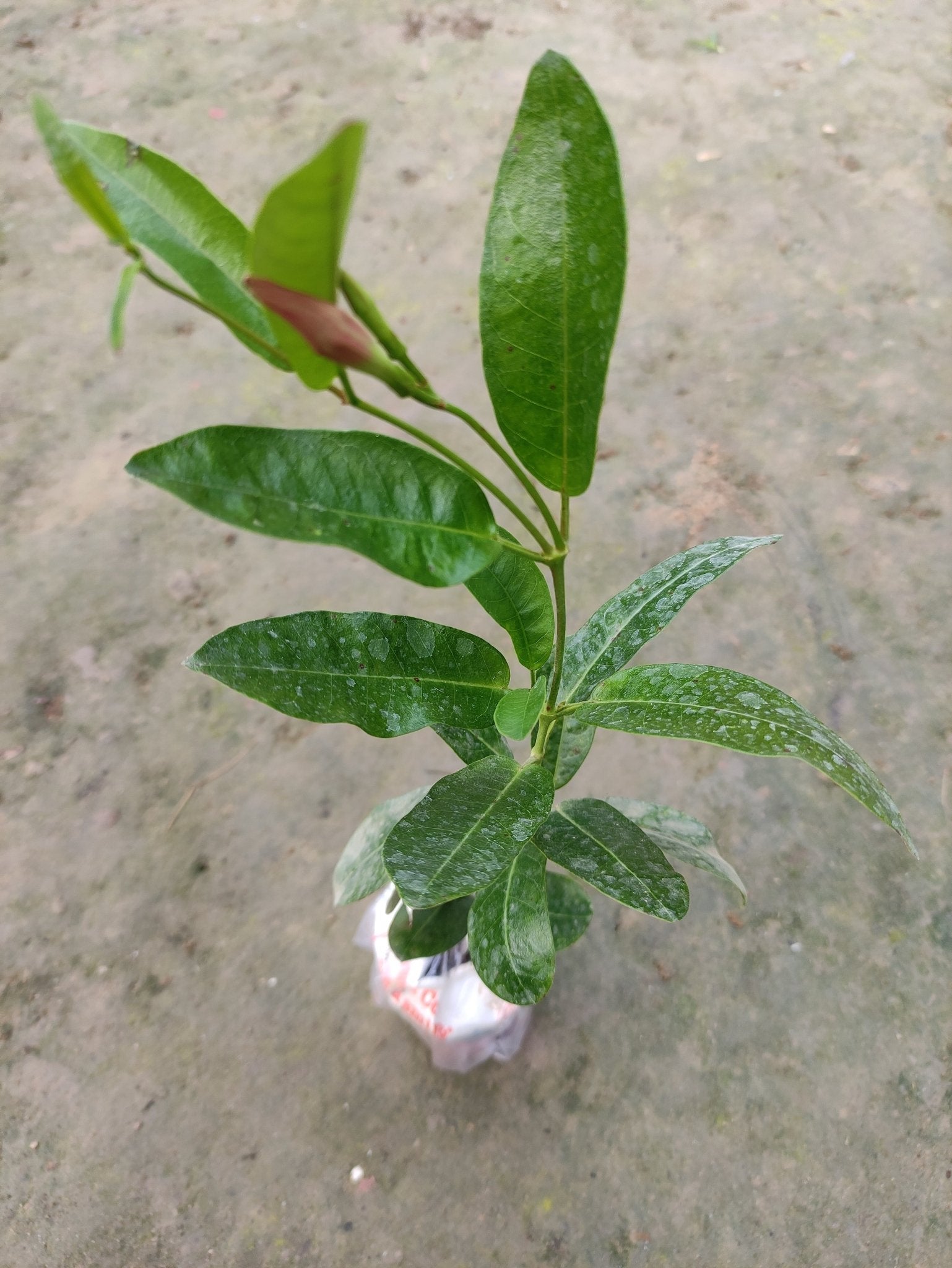 Seeds Mandevilla Red Flowers Plant. - My Fashion Sell